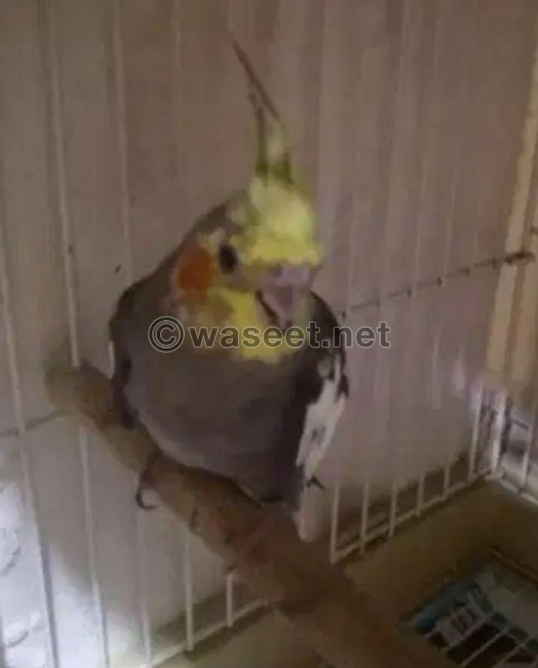 bird male to exchange 0