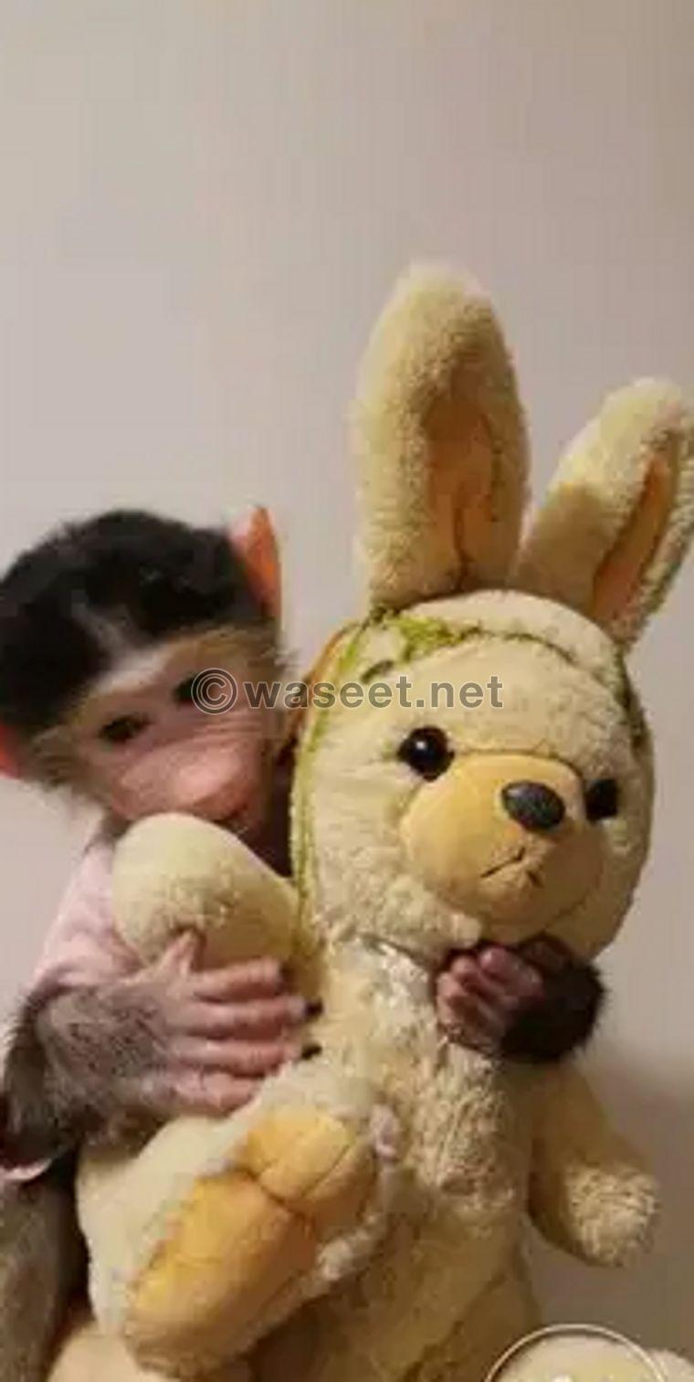 Monkey 3 month and half for sale 2