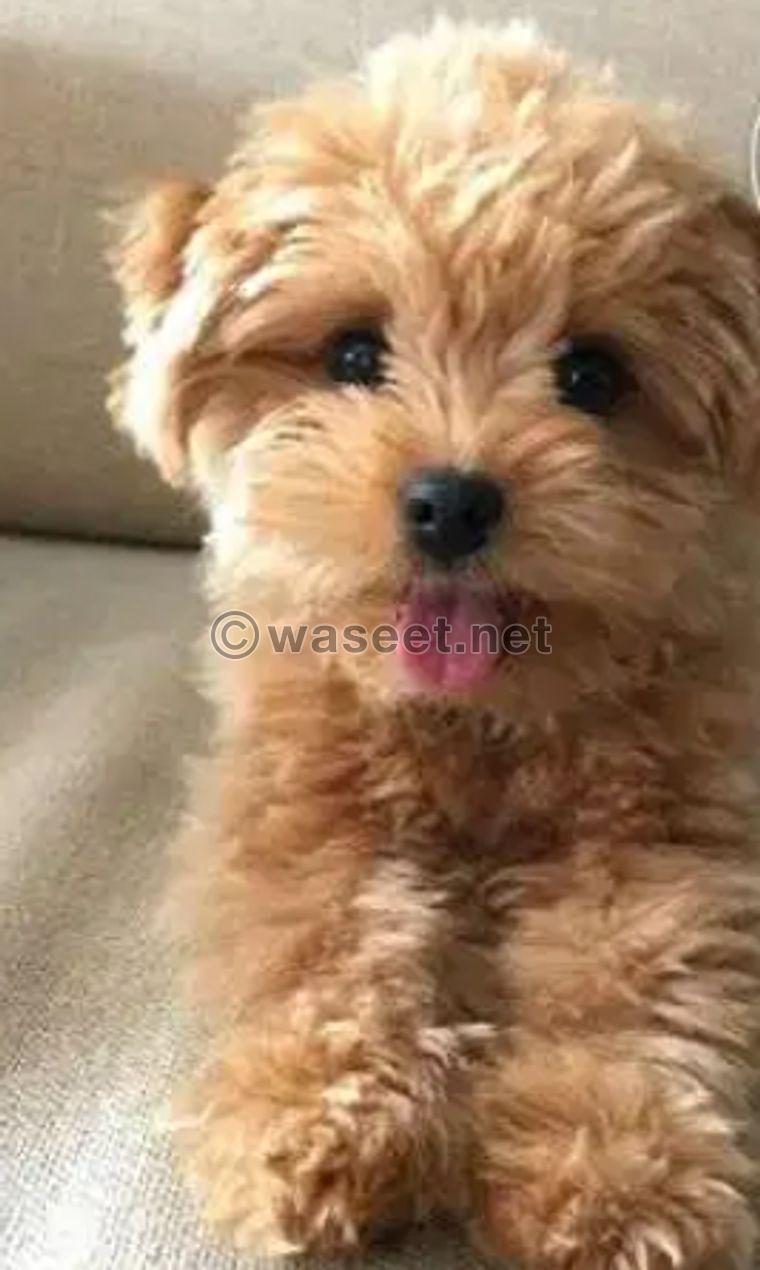 Toy poodle puppies for adoption 0