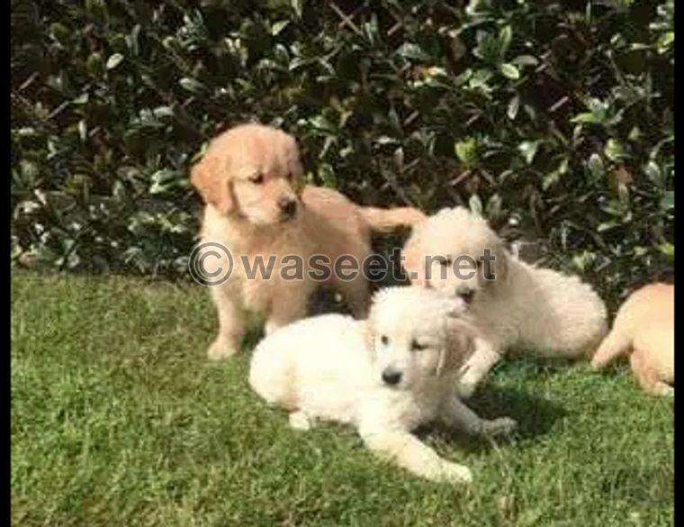 Golden Retriever dogs for sale9 0