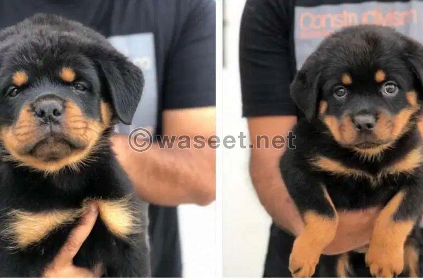 Puppies for SALE rottweiler 0