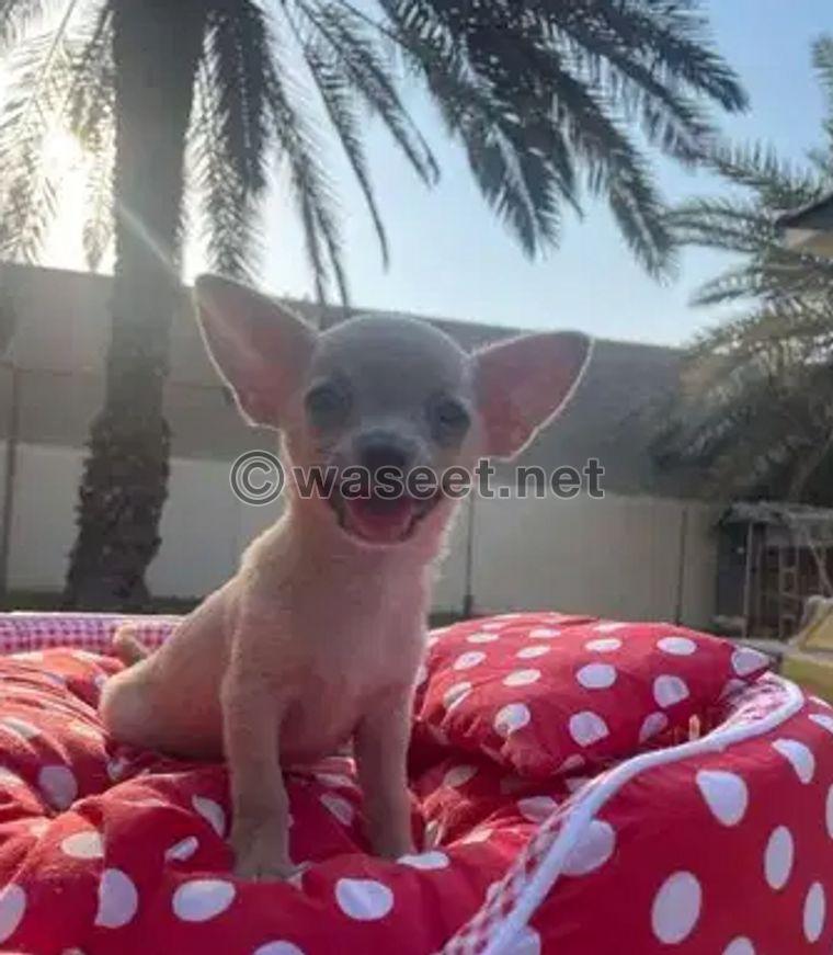 Chihuahua Puppy for sale 0