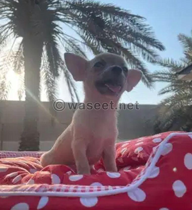 Chihuahua Puppy for sale 1