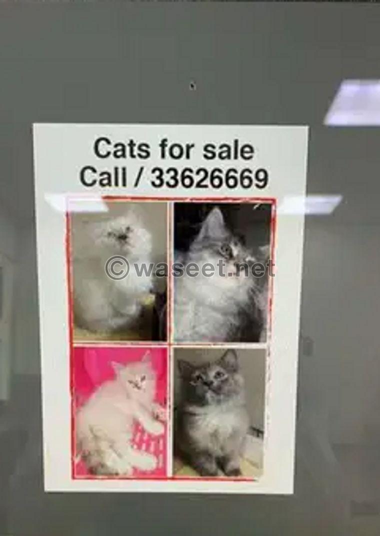 Cate for sale 1