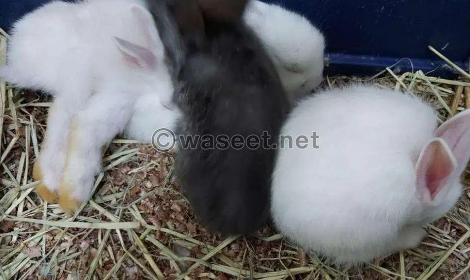 For sale small rabbits 0