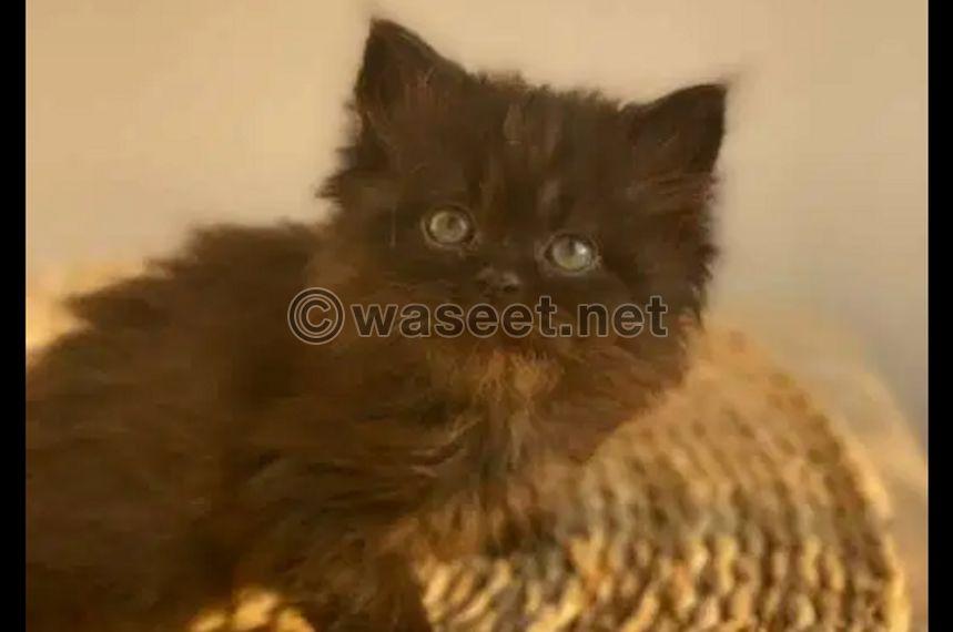 For sale male Himalayan cat 0
