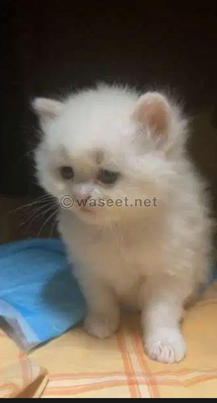 Kitten for sale 0