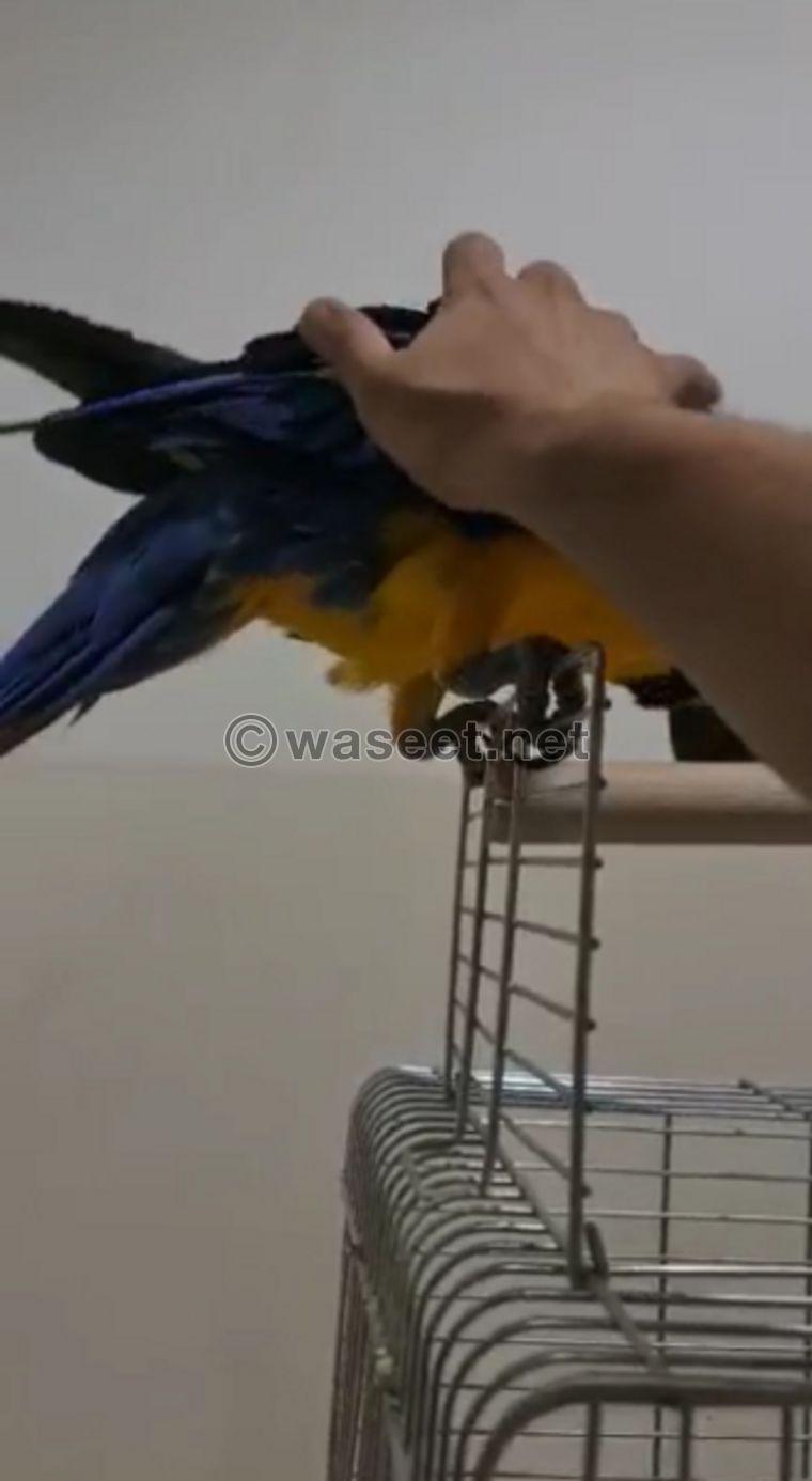 pet chick macaw 1