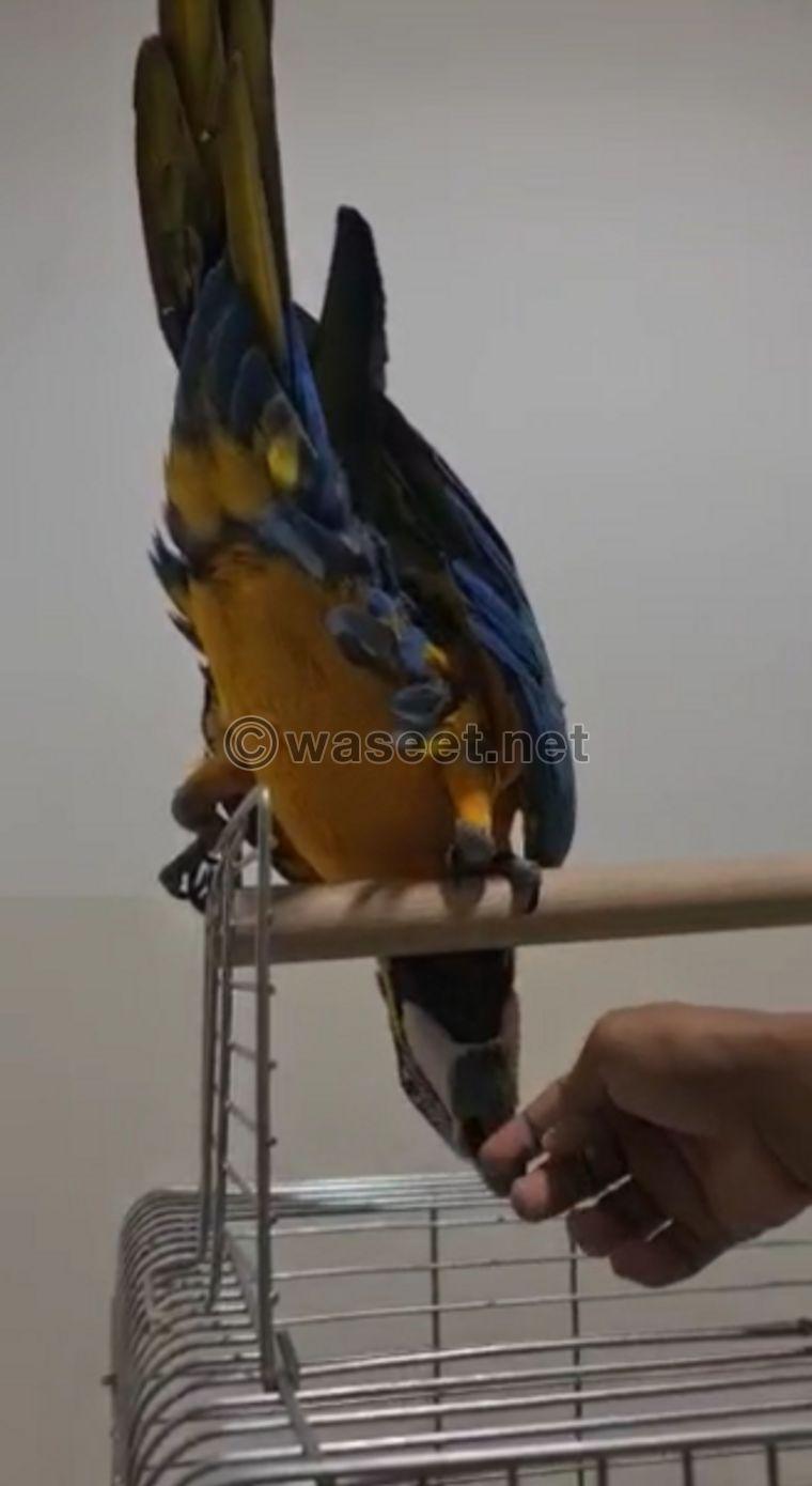 pet chick macaw 2