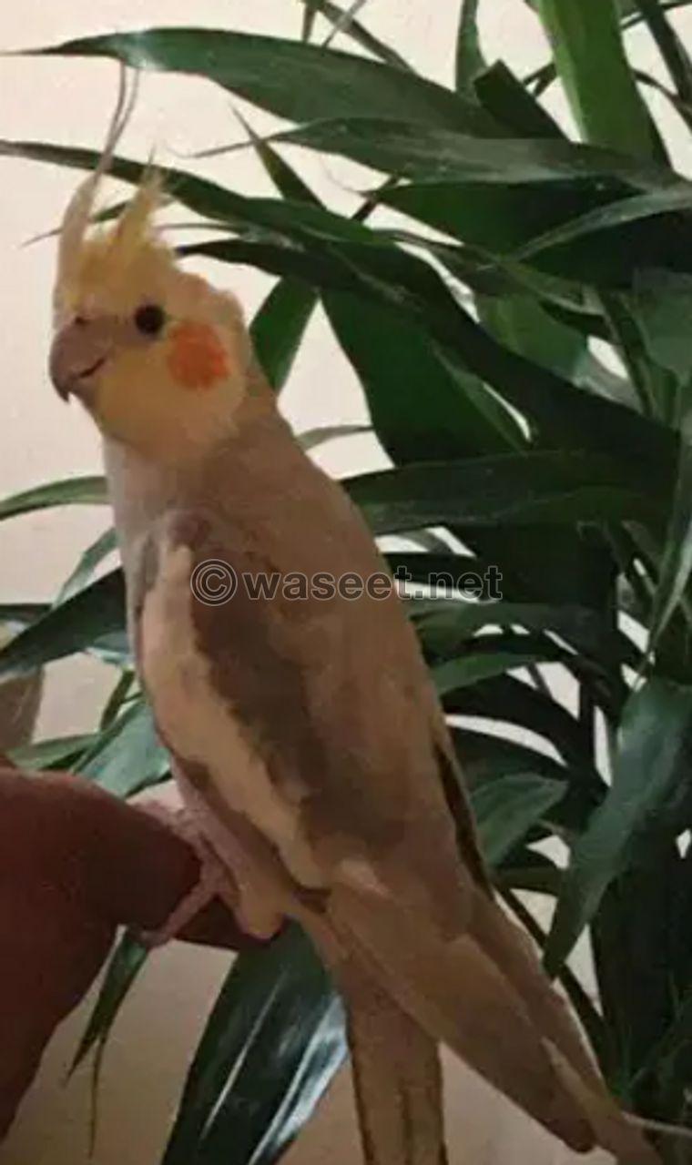 Cocktail bird 0