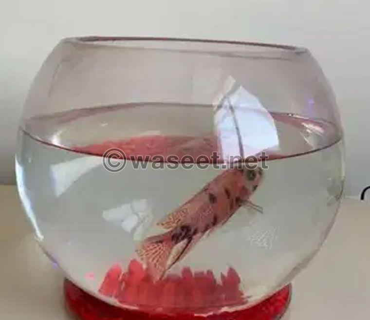 For sale Fish with Glass Bowl 0
