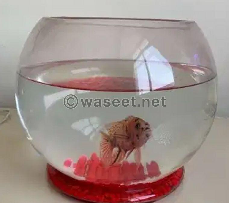 For sale Fish with Glass Bowl 1