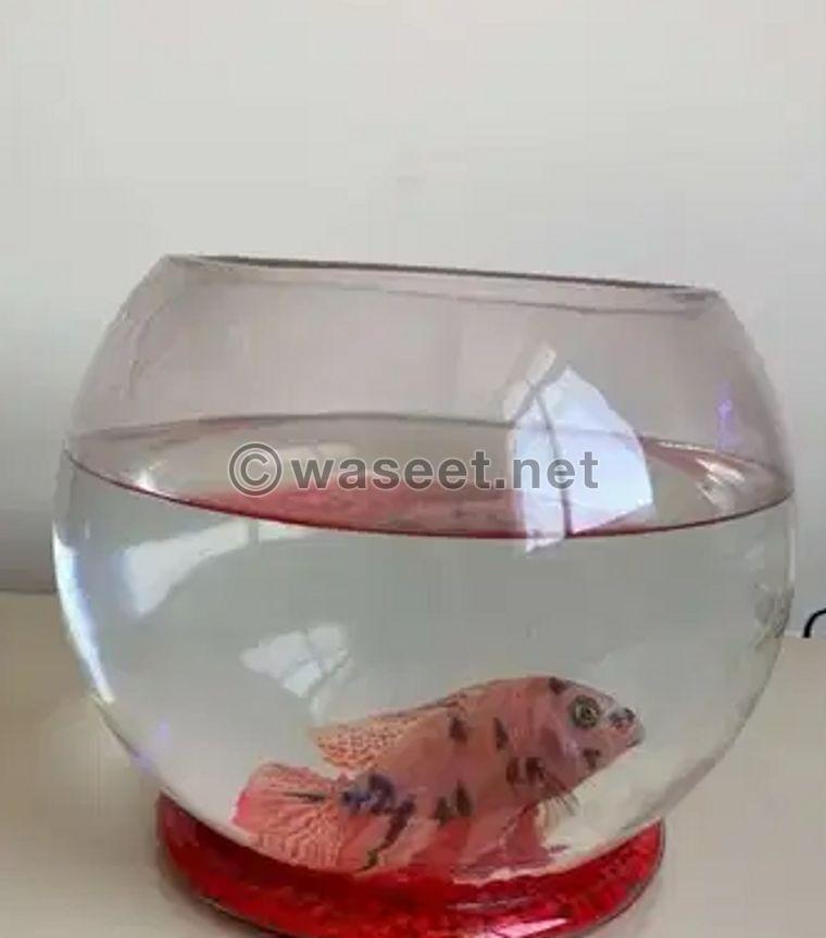 For sale Fish with Glass Bowl 2