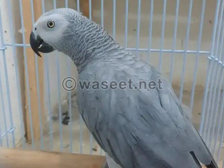 African gray parrots for sale 0