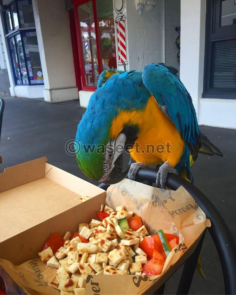 Female Macaw parrots for sale  1