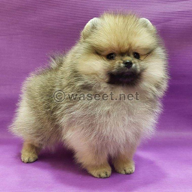 Male Pom for sale  0