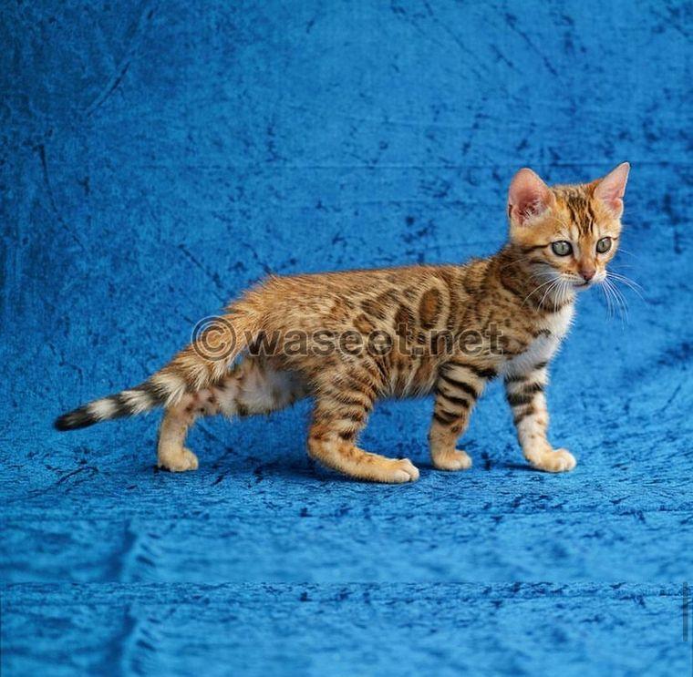 Bengal kitten  0