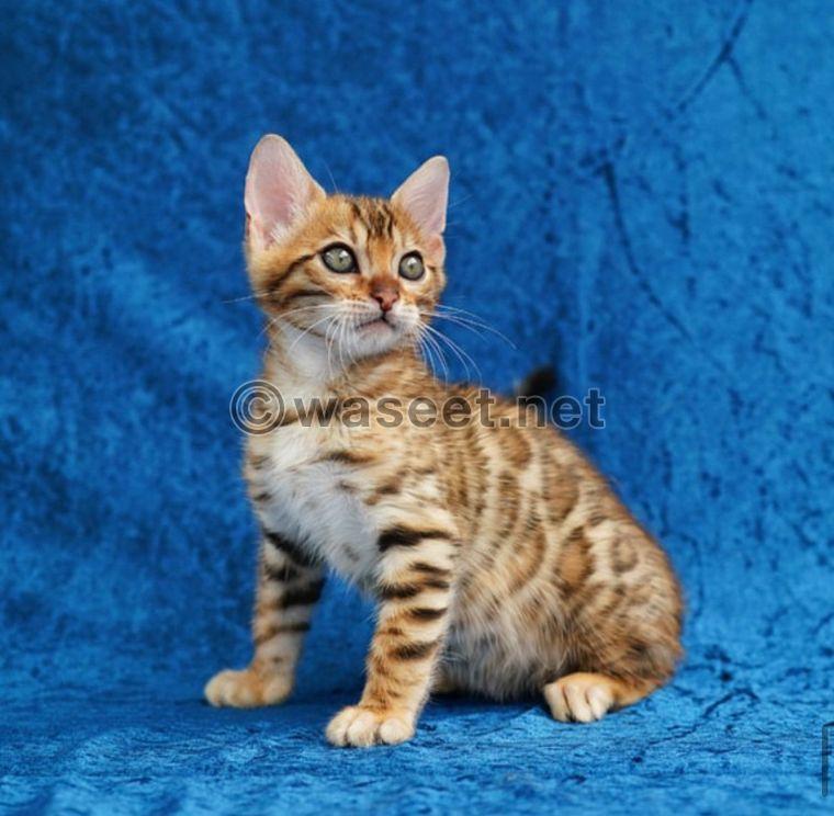 Bengal kitten  1
