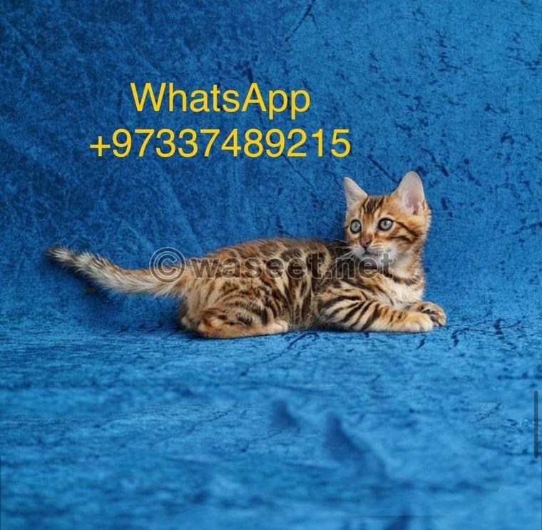 Bengal kitten  1