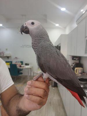 Casico parrot for sale
