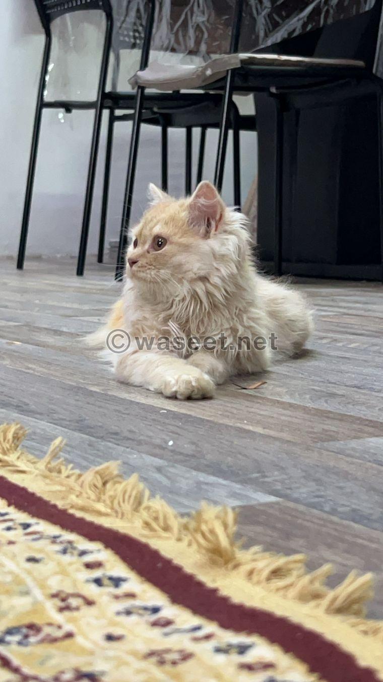 Female Persian cat 0