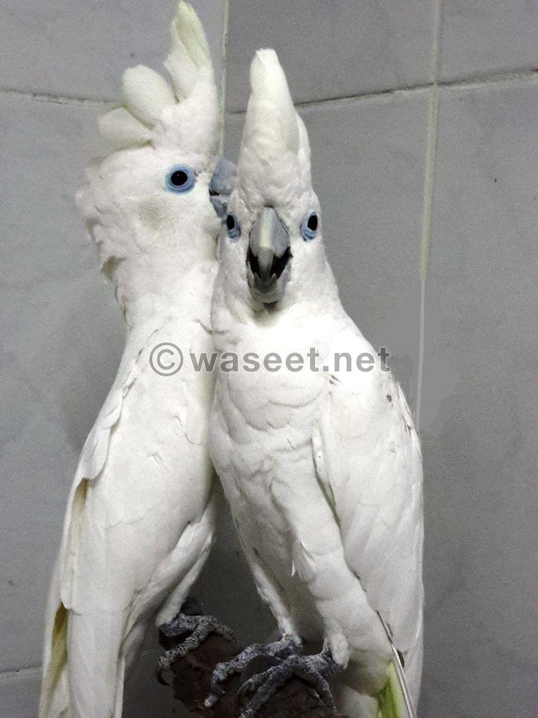 Guffin cockatoo male and female 1