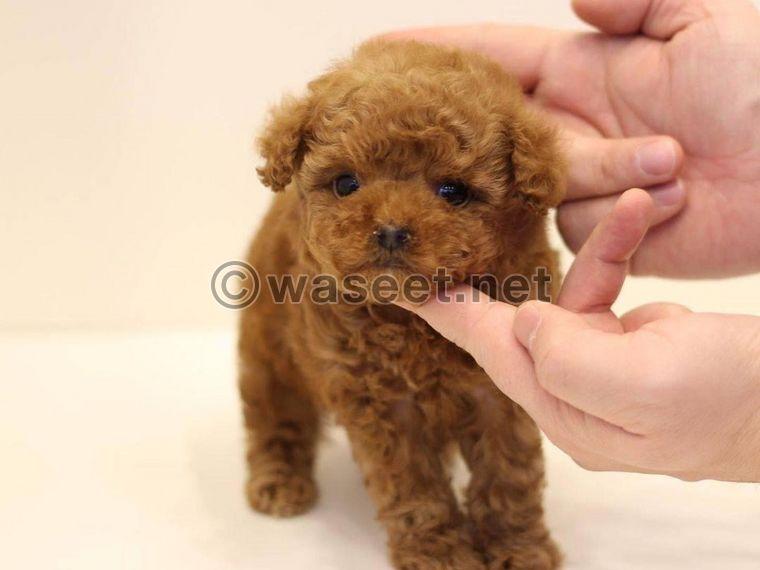 red poodle puppy for sale 0