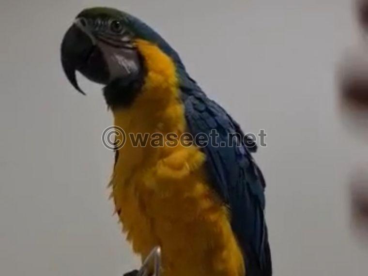 pet chick macaw 0
