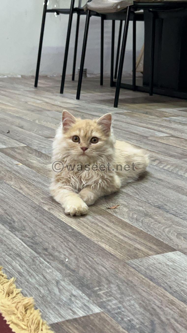 Female Persian cat 1